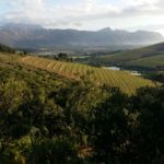 Some of the best wines are produced from these grapes white wines love the cool one shore breezes
