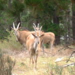 Elland, the biggest Antilope