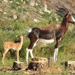 Proud Bontebok mum showing off the young Bontebok are brown with light brown skin