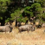 The Blou Wildebest love it on Wedderwill