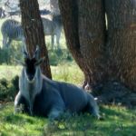 "What do you want - this is my place Eland, largest antilope which roamed the Cape