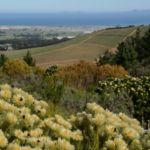 The vines enjoy cool on shore breezes on the slopes of the Schapenberg These slopes face south west - some grapes love it