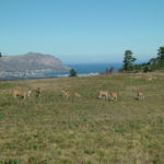 The Bokkies are prolific breeders