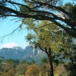 Sneeukop mountain because of the snow that covers it during most winters. 1590 m high