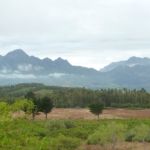 Mist creeps into our valley and invites me and my Grandkids to imagine mystical stories. Vergelegen vineyards cooled by the mist