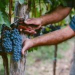Potential to be a great wine low yield high quality grapes makes for good wine