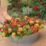 Pam loves her garden Proteas, Restios,