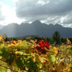 Vines add colour to our scenic beauty