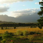 The Heldberg and the vineyards - a view I enjoy from my house every day