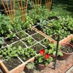 Pam loves her herb garden