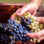 The grapes are ready - now the fun starts