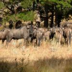 Wildebeest - don't mess with me.